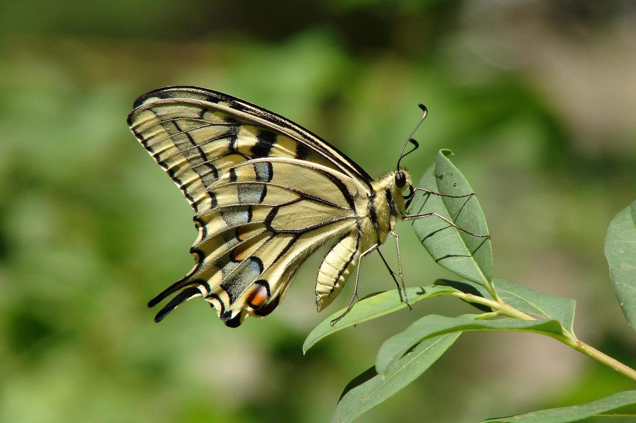 Класс насекомые бабочки. Хвостатая Императорская бабочка. Хвостатый Император бабочка. Императорский мотылек бабочка. Бабочка с хвостиками на крыльях.