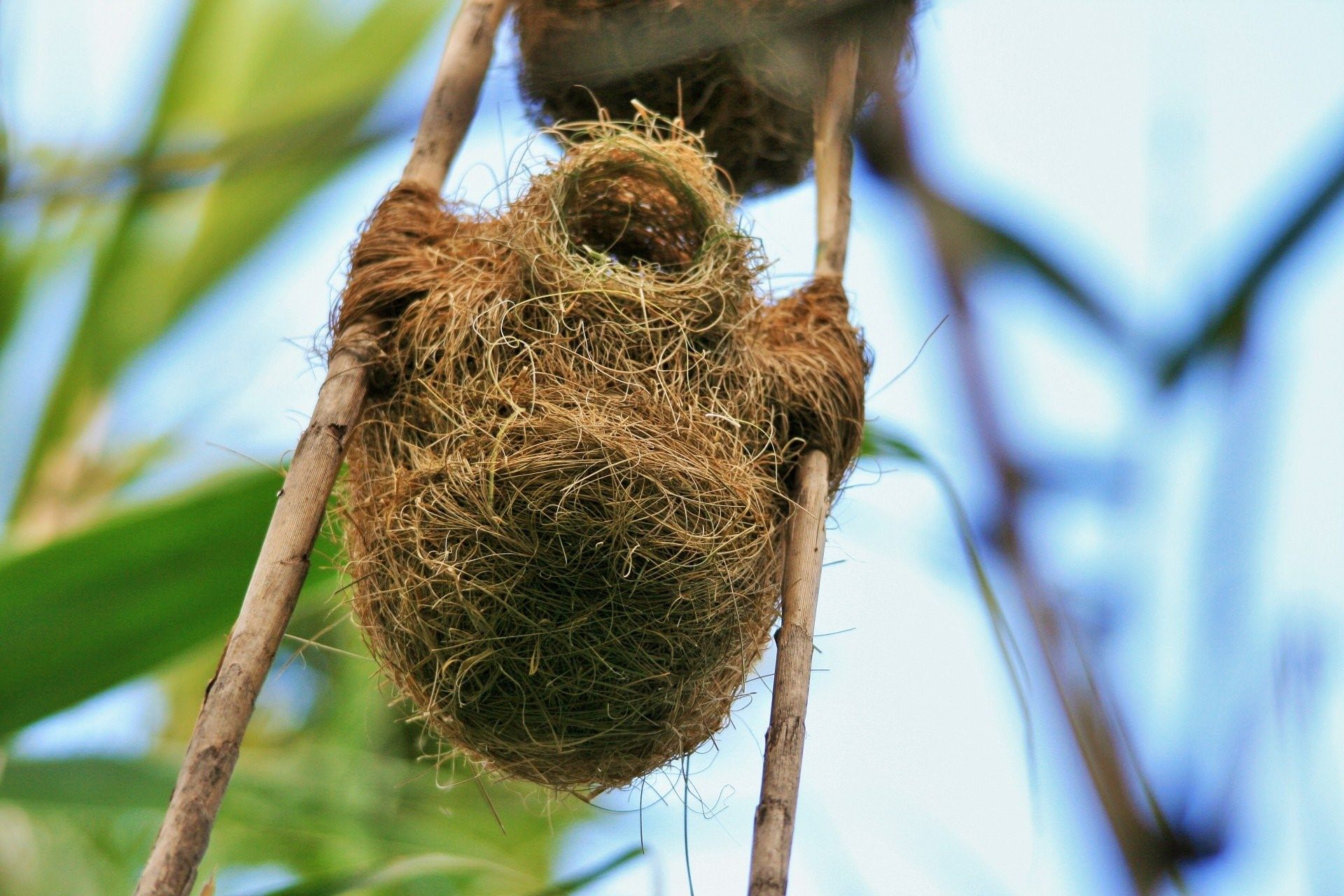 Птицы ткачики и фото их гнезда