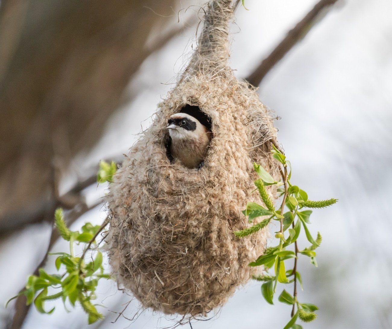 Обыкновенный Ремез гнездо