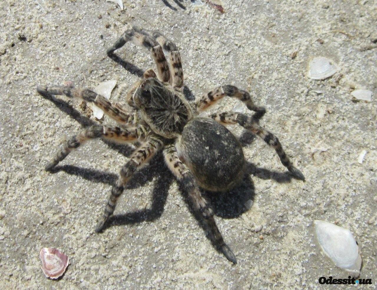 Крымские пауки фото и описание