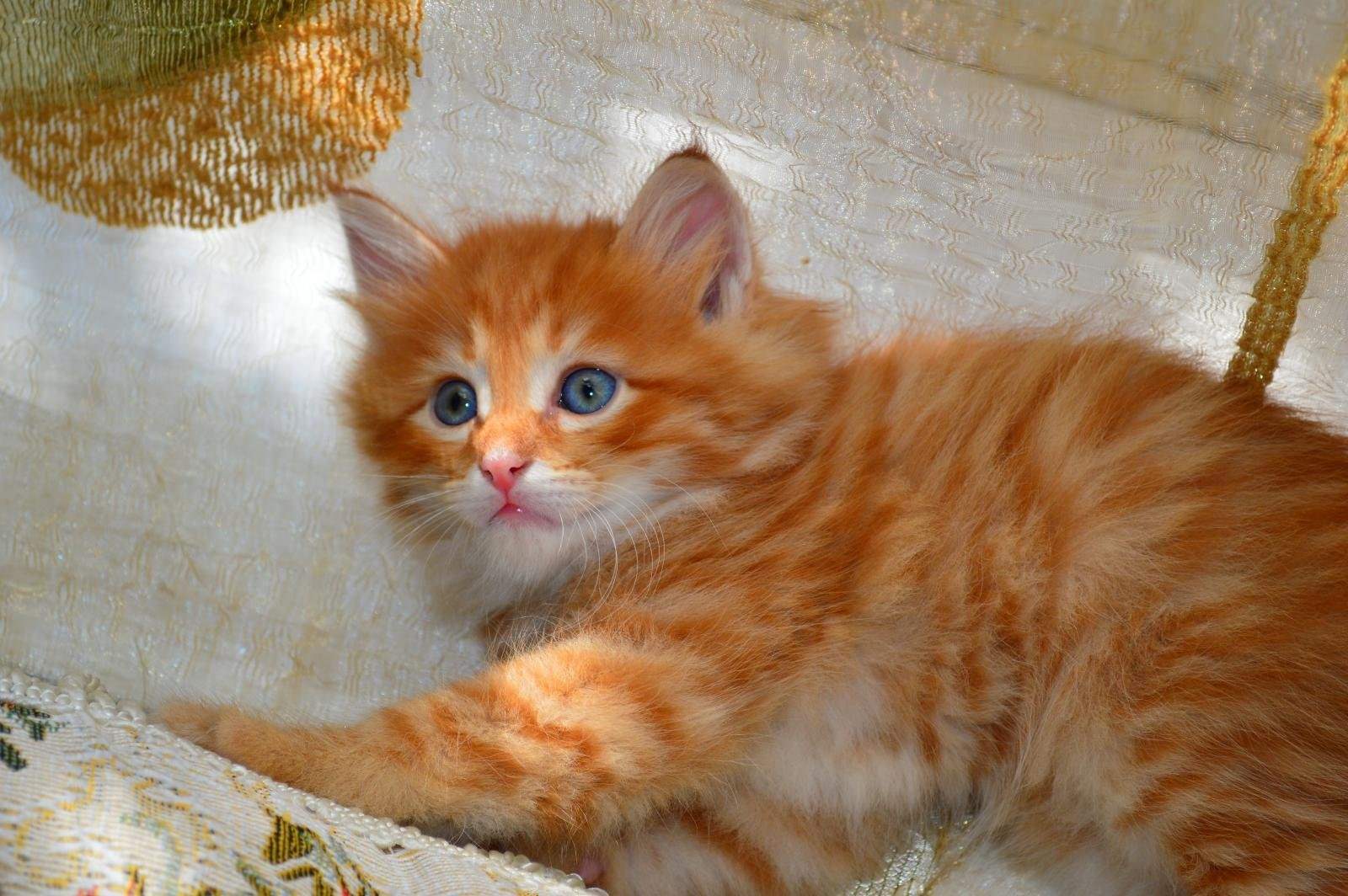 Купить кошку в пензе. Сибирский кот рыжий. Рыжие Сибирские коты. Кот Сибиряк рыжий. Рыжий котёнок.