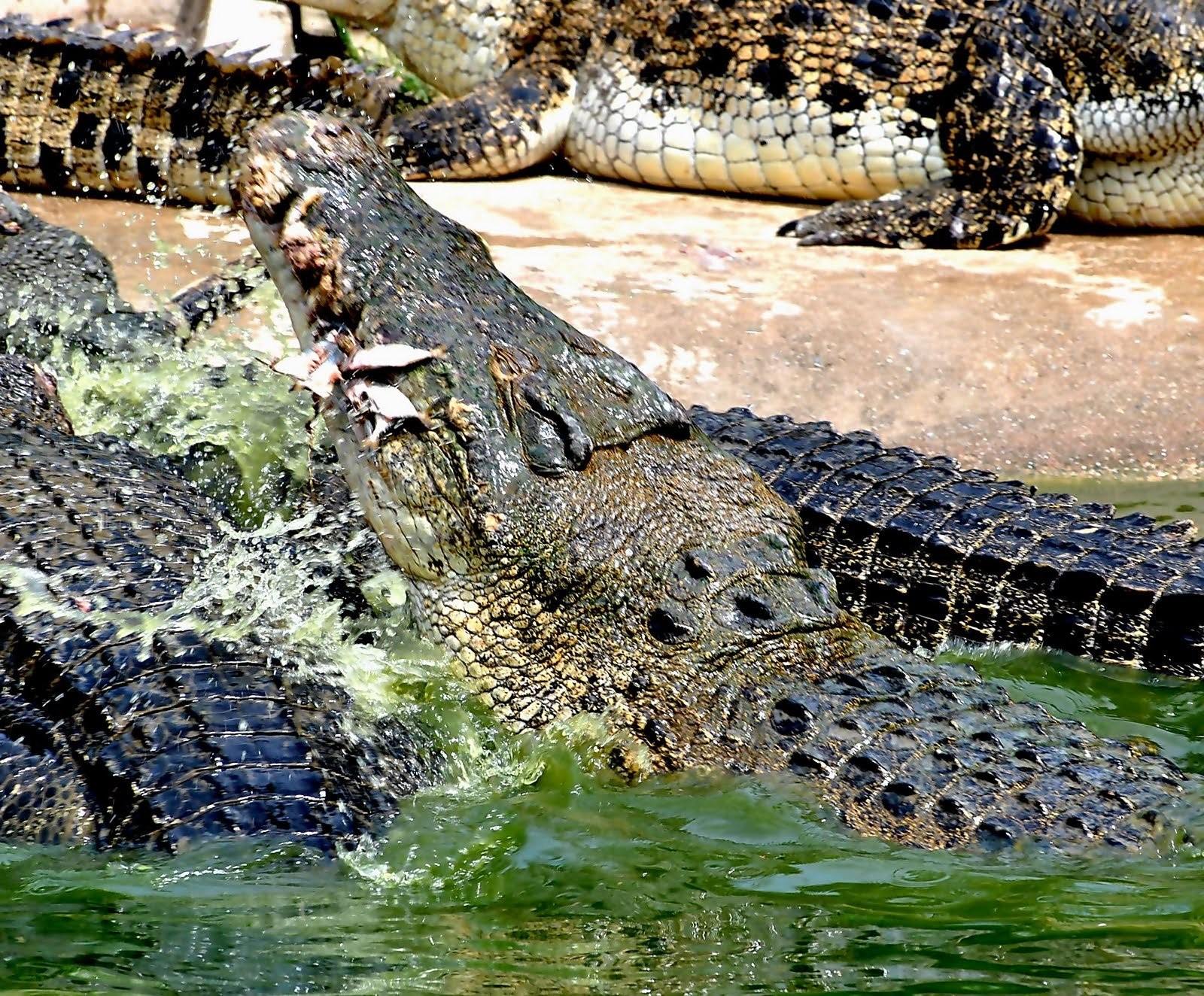 Филиппинский крокодил фото