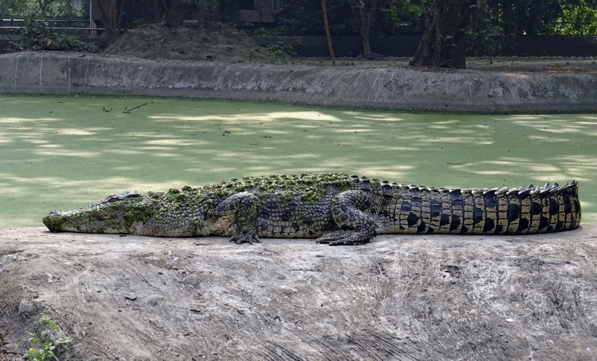 Самые опасные крокодилы в мире фото