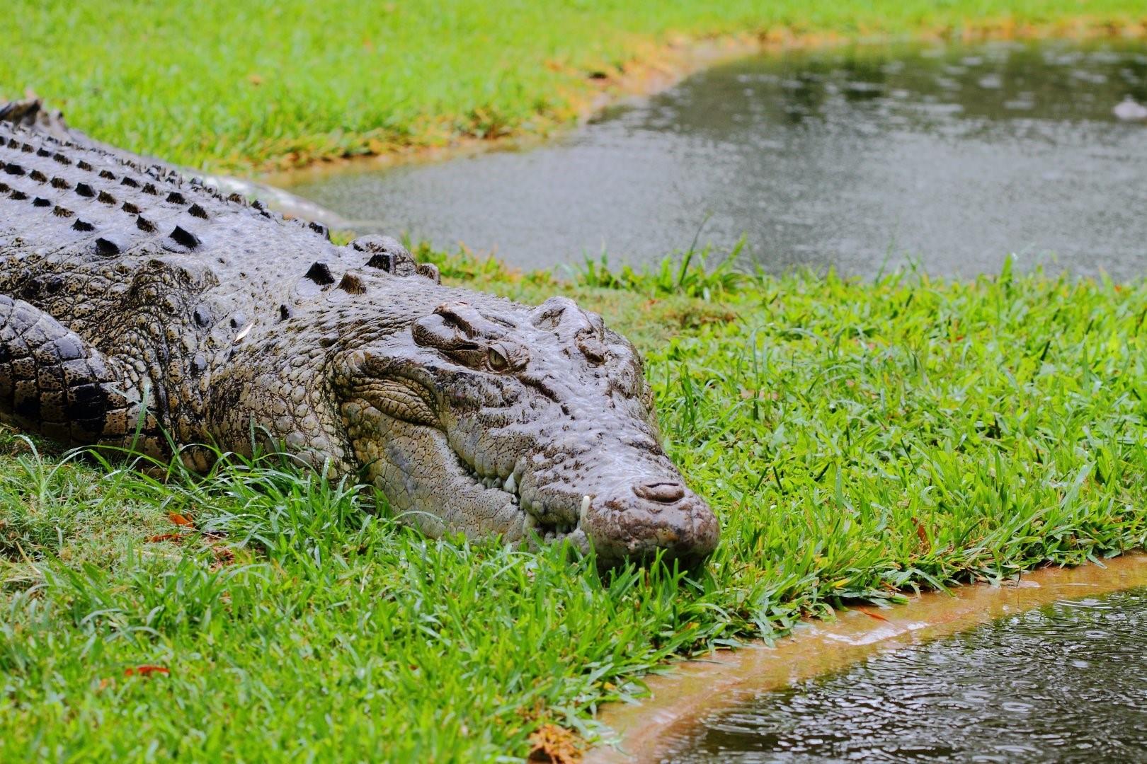 Самые опасные крокодилы в мире фото