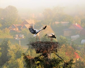 Деревенские птицы