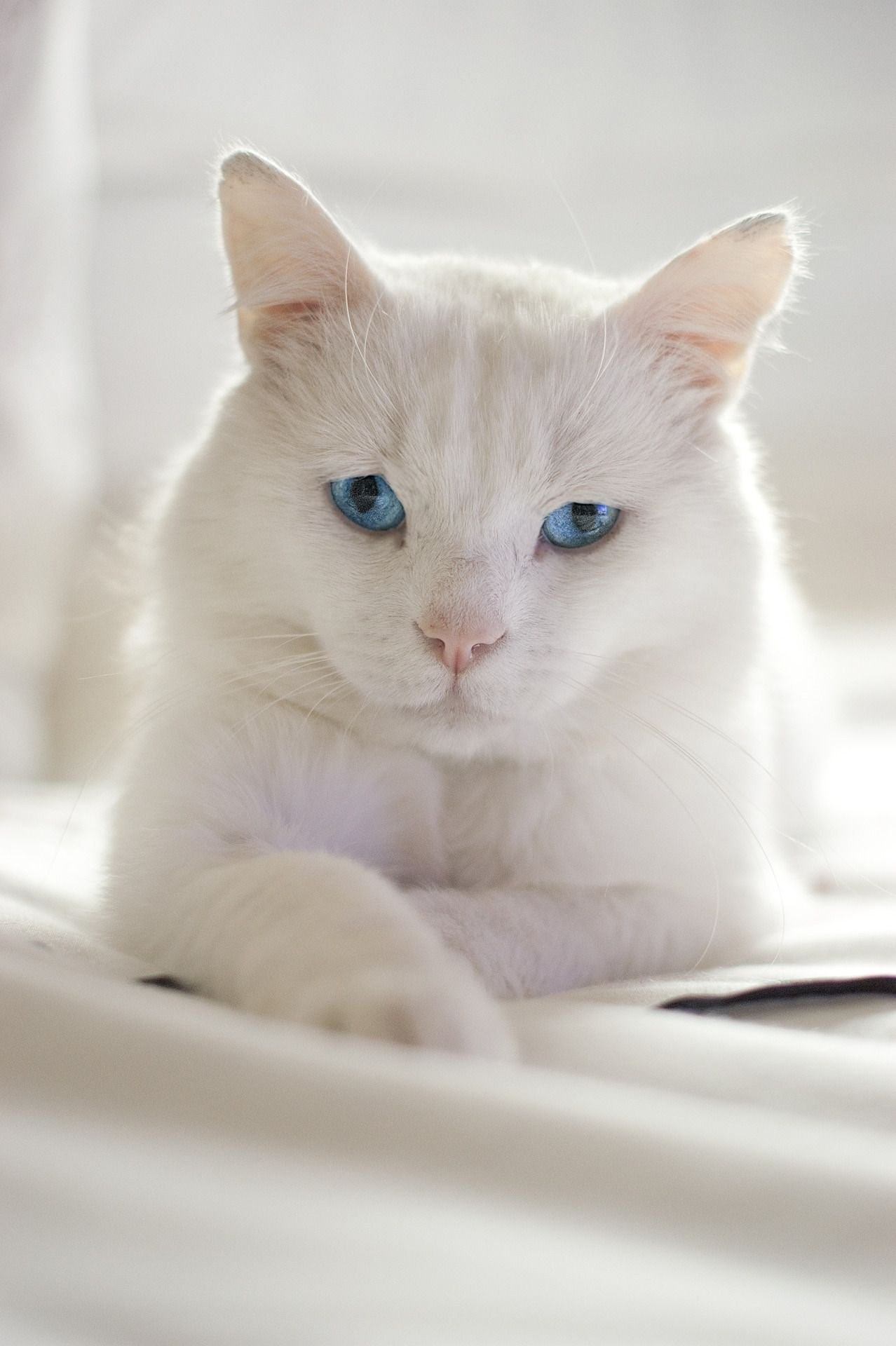 Белые кошки фото с голубыми глазами белые