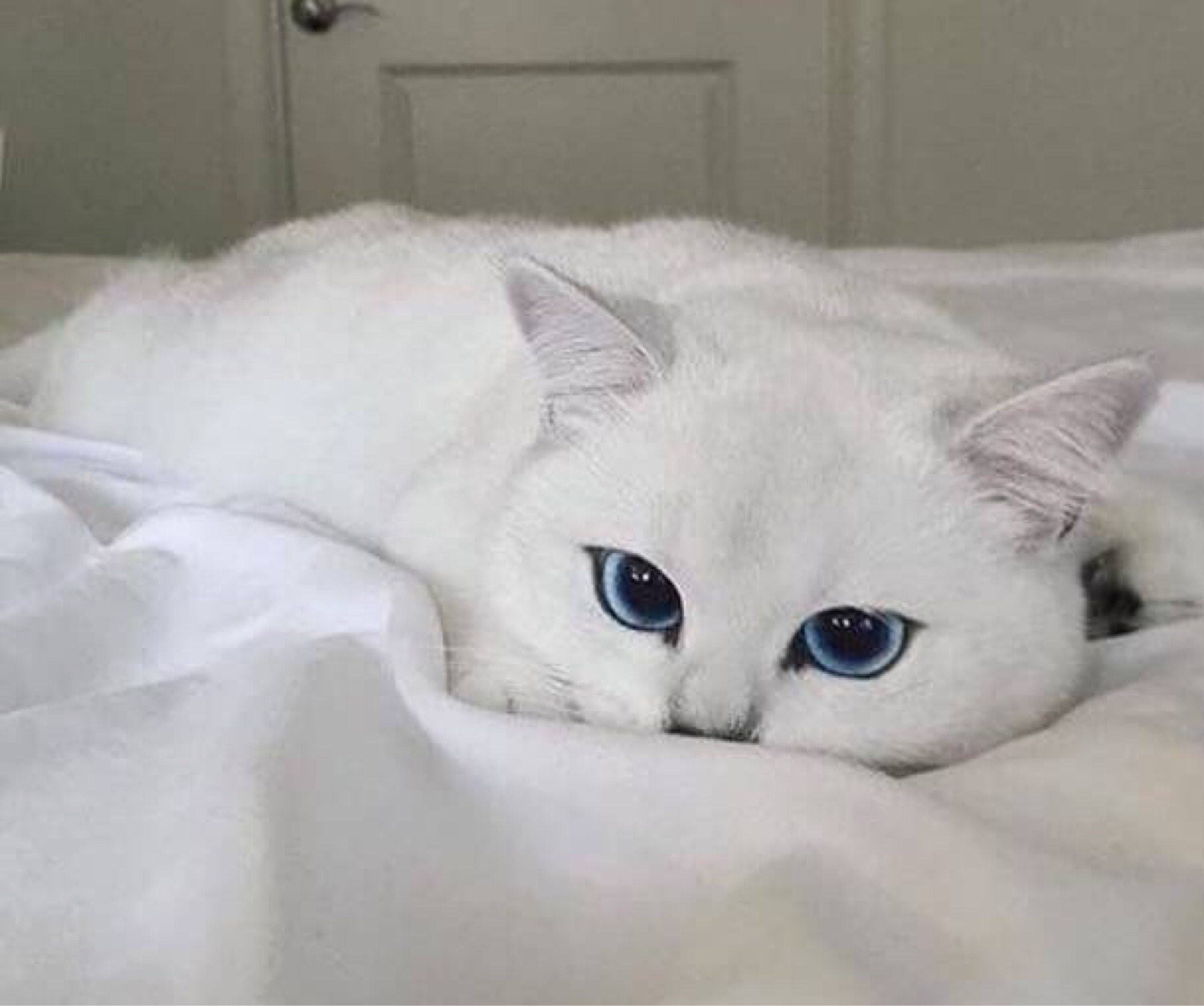 Британская кошка с голубыми глазами