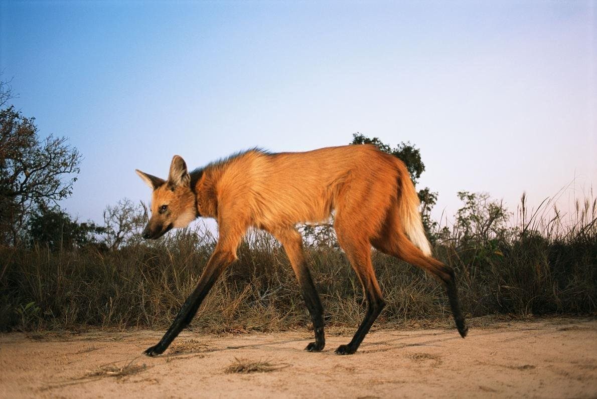 Самое худое животное в мире фото и названия