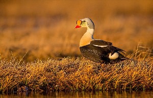 Морская утка черная