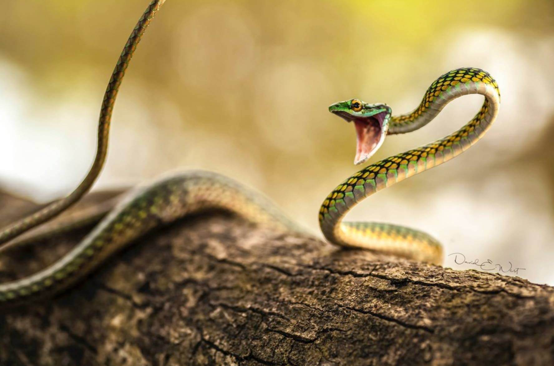 добрая змея фото