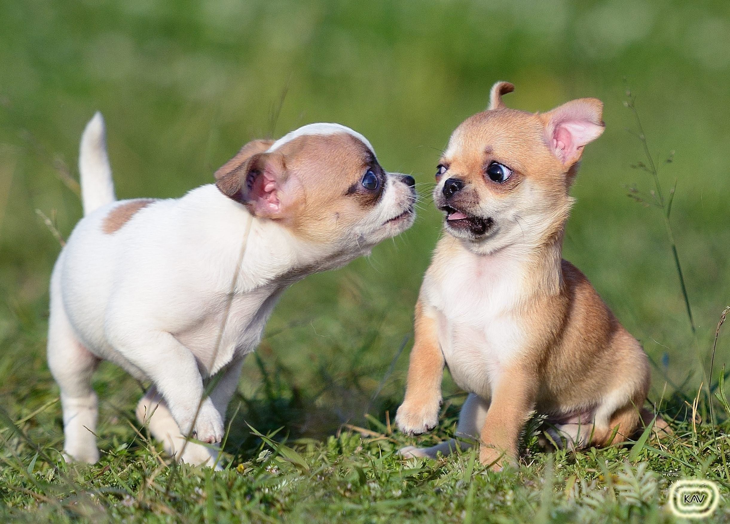 Породы маленьких собак гладкошерстных с фото