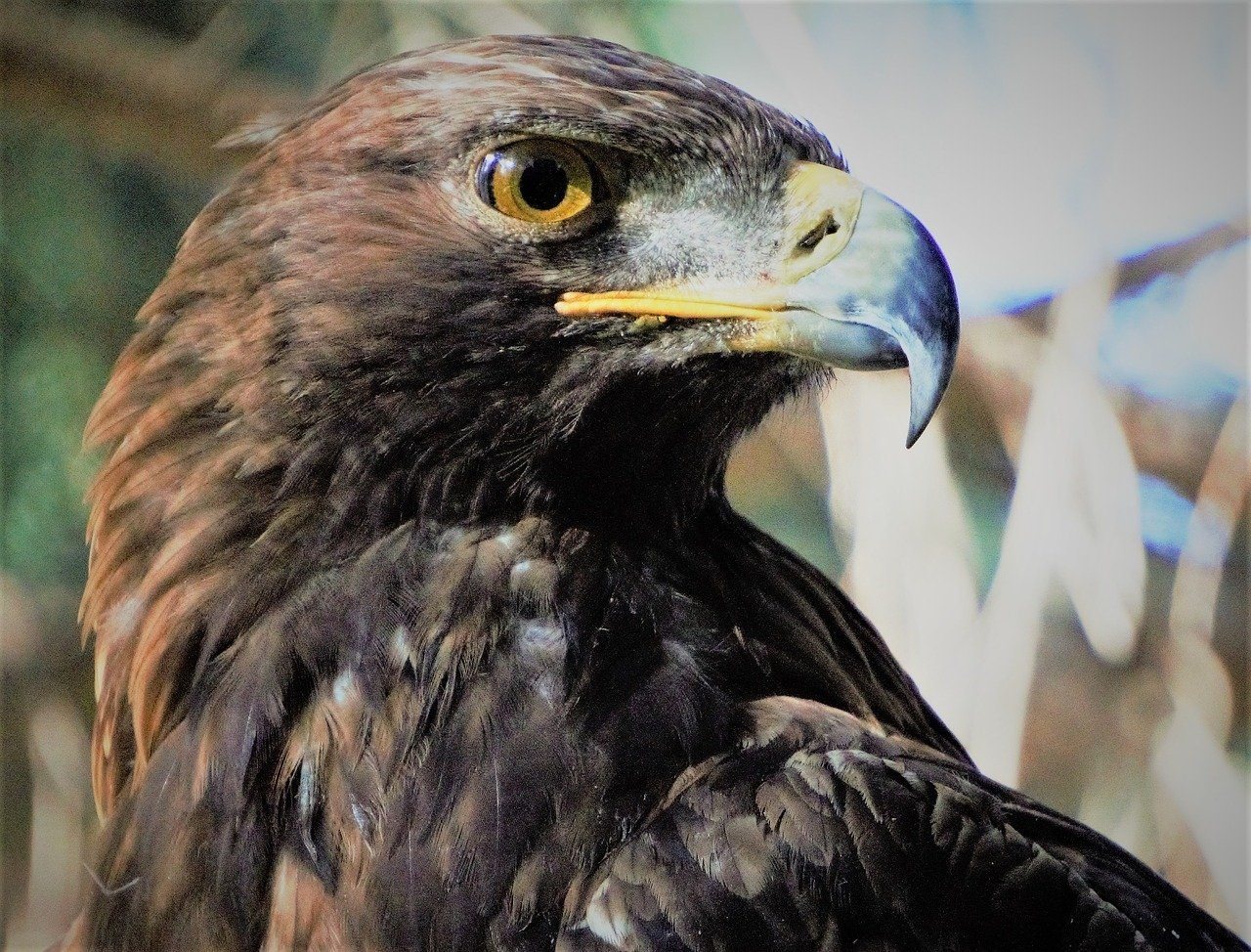 Кавказский орел фото