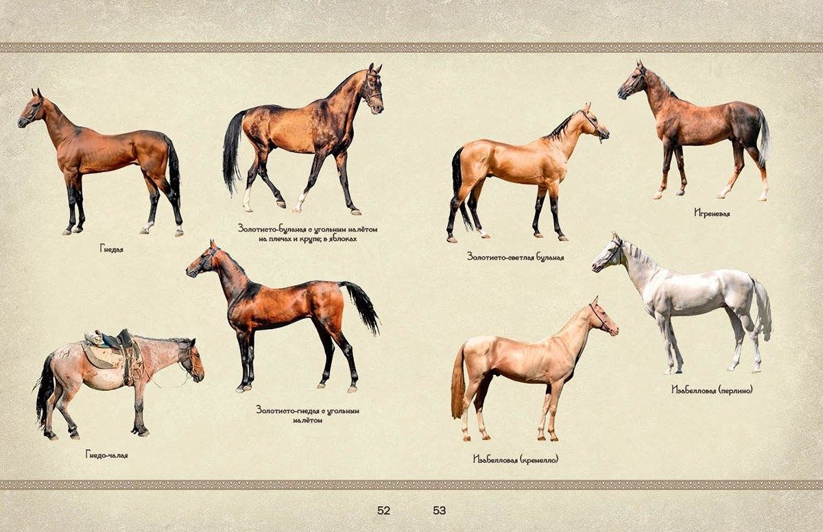 Масти лошадей список с фото