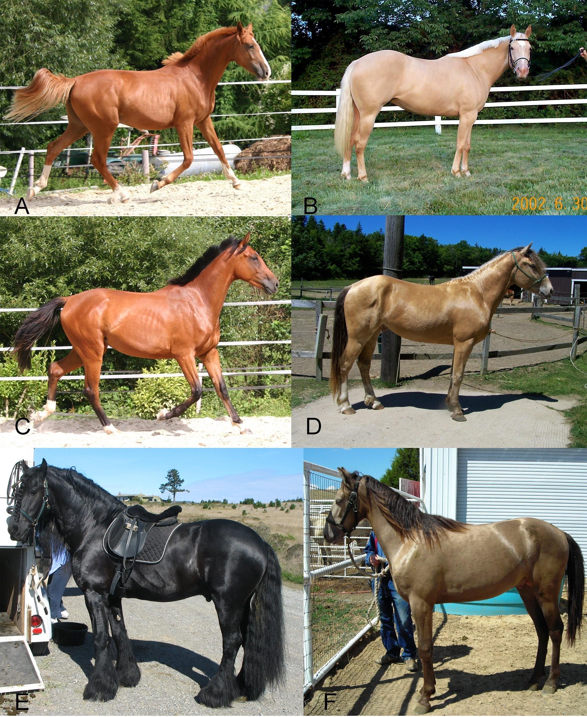 Цвета лошадей названия и фото