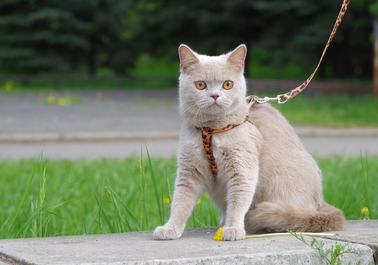 Взрослый кот. Окрас фавн британских кошек. Британская короткошёрстная кошка фавн. Британские котята окрас фавн. Британец кот фавн.