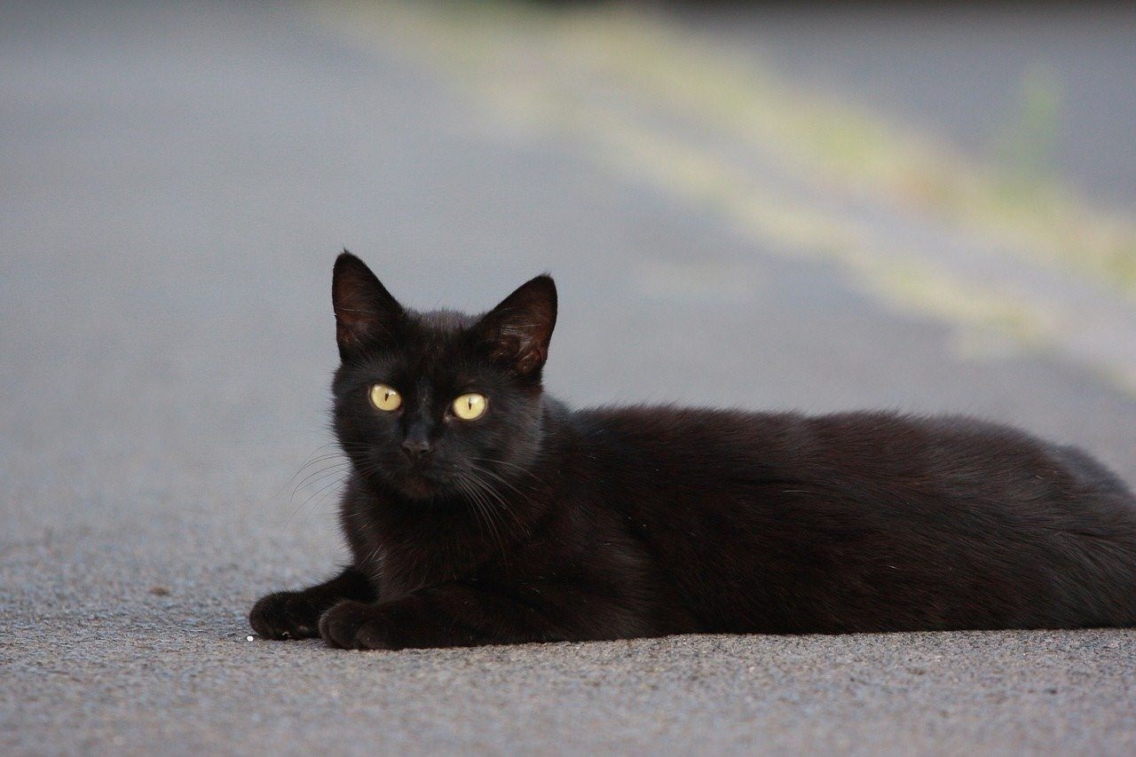Черная кошка 18 фото