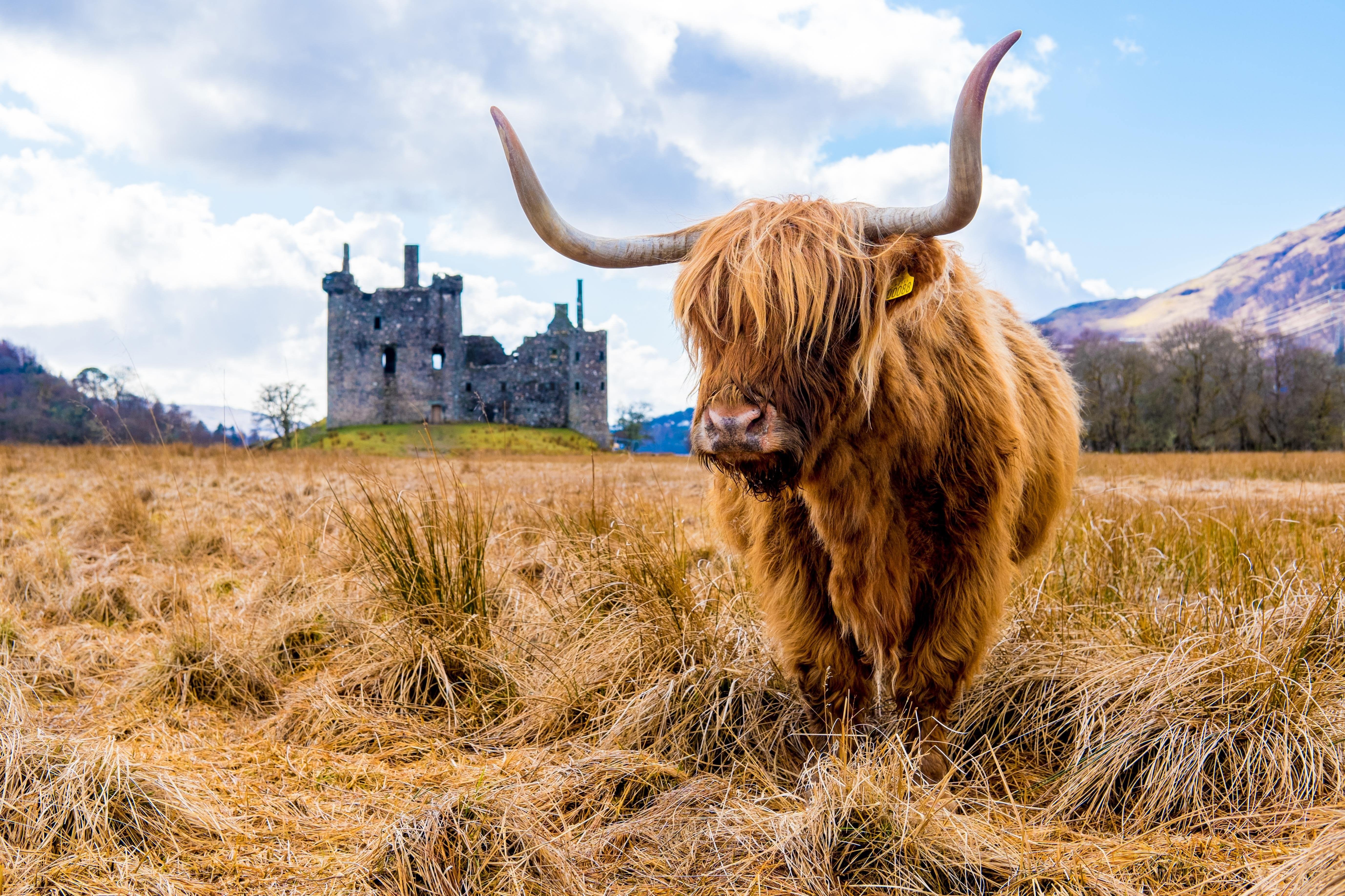 Scotland animal. Хайленд корова Шотландия. Шотландский бык хайленд. Шотландская Высокогорная корова - хайленд. Highland Cattle Шотландская корова.