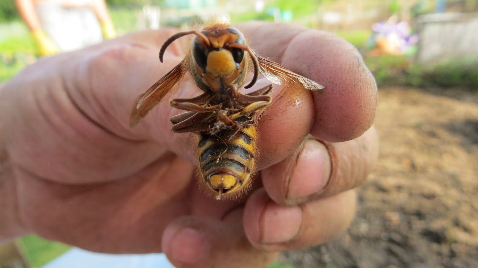 Шершень фото размер с пчелой в сравнении