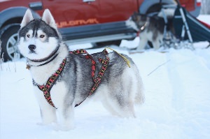 Сибирский маламут