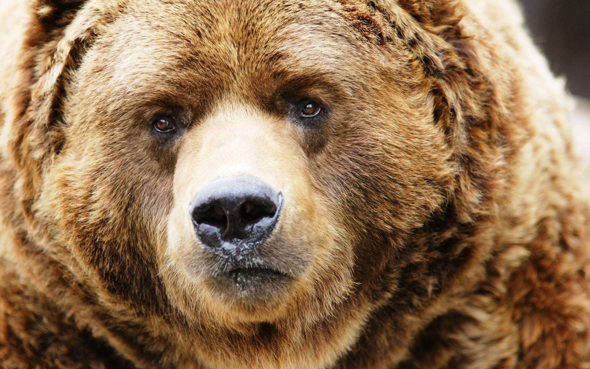 Какой нос у медведя. Грозный бурый медведь. Гризли Беар. Кадьяк (медведь). Медведь Куку.