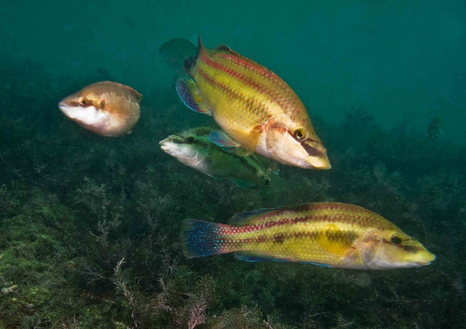 Рыбы черного моря фото рыб с описаниями фото