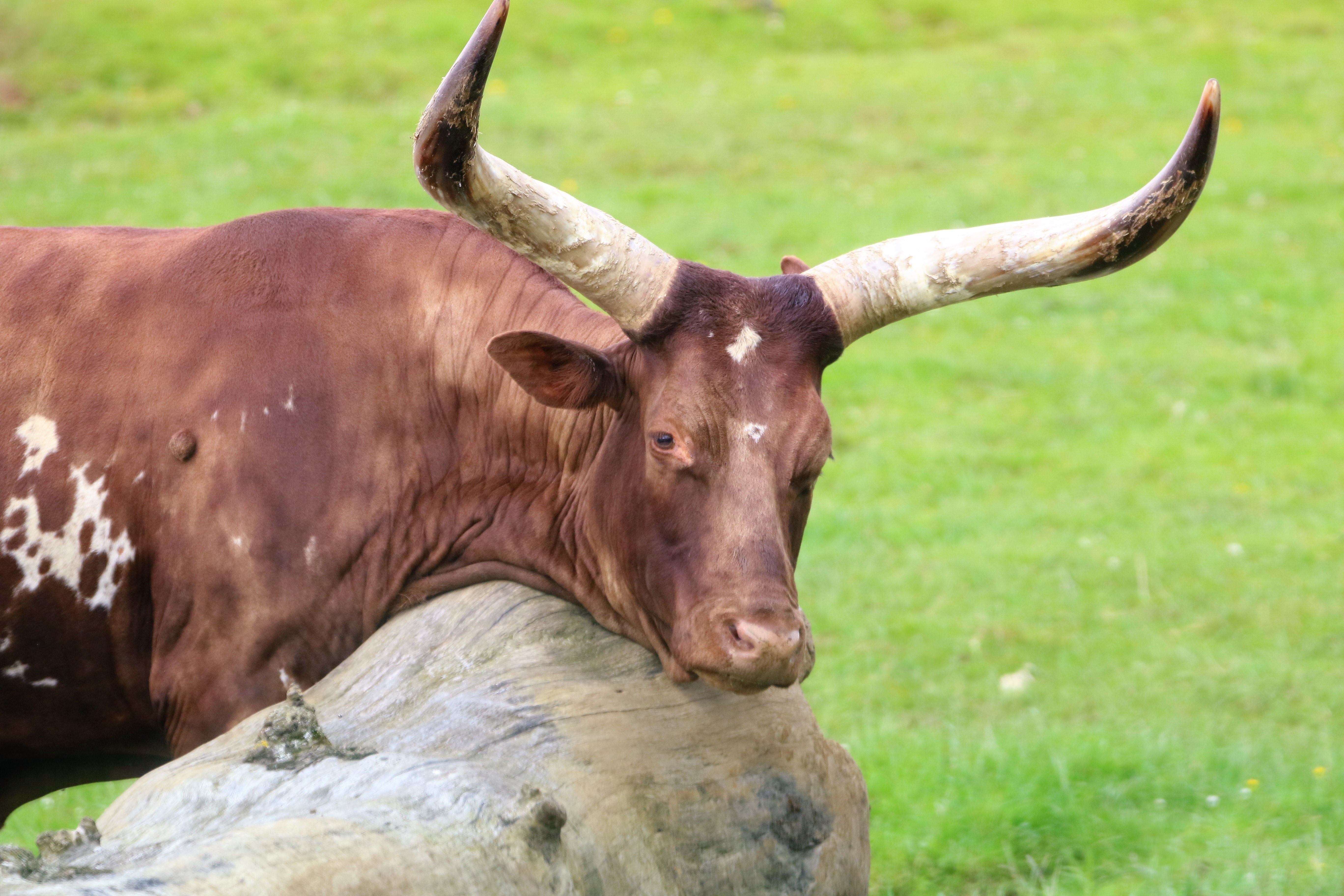обычная корова с рогами фото