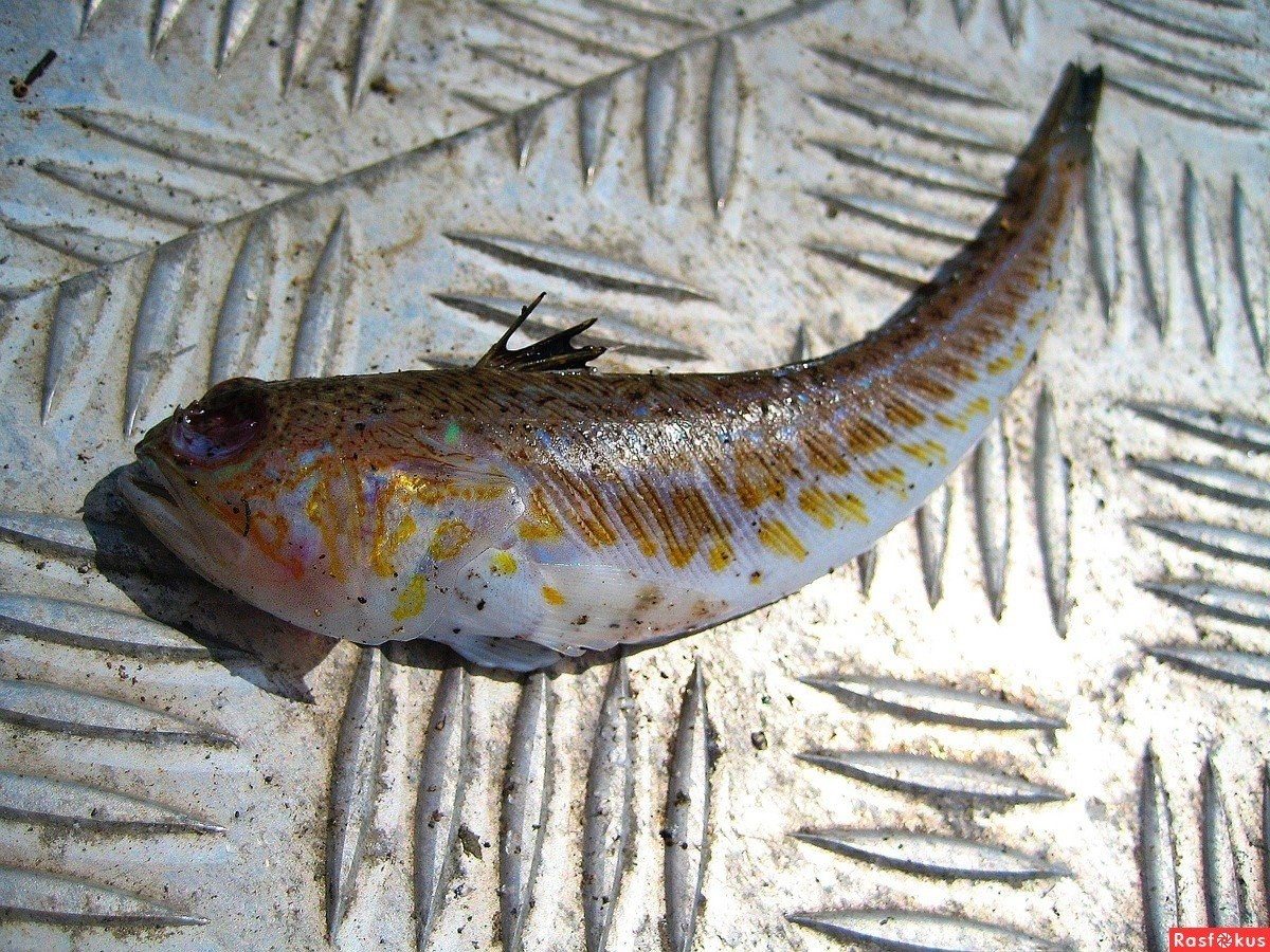 Бобырь рыба в черном море фото
