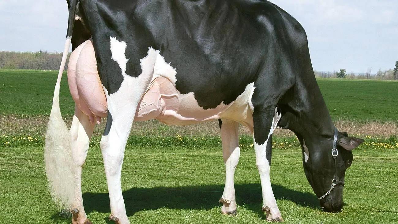 Сколько коров в мире. Корова Мисси голштинской породы. Голд Мисси корова. Miss Missy корова. Огромная корова.