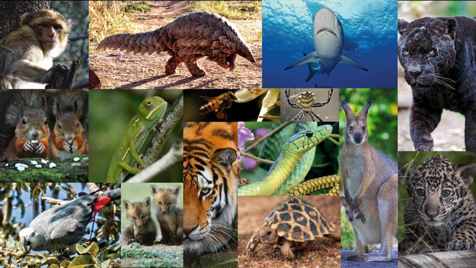 какие животные обитают в австралии список