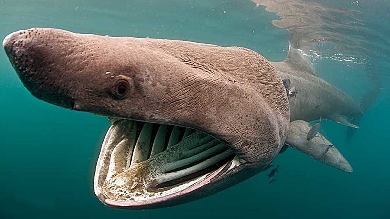 Акулы ледовитого океана. Гигантская большеротая акула. Гигантская акула Cetorhinus Maximus. ,Jlmithjnfz rfrekf. Большеротая акула зубы.