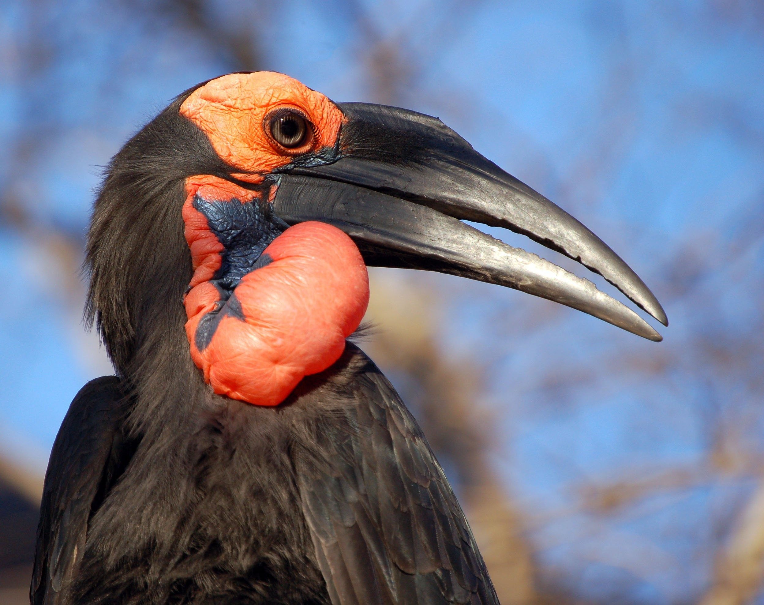 Ground Hornbill птица