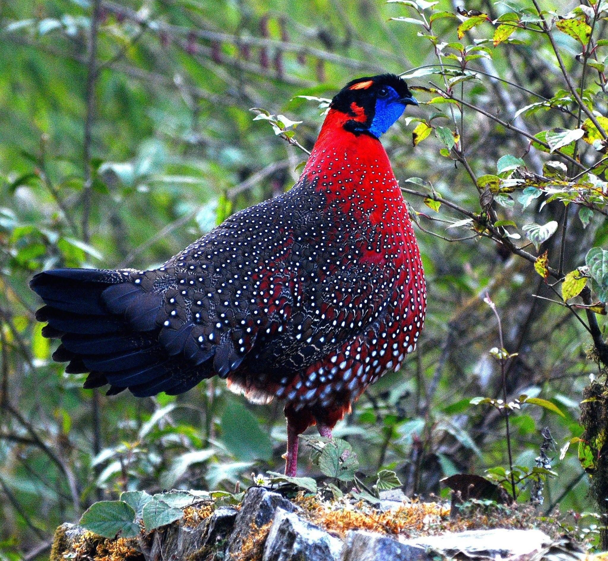 Королевский фазан фото самец