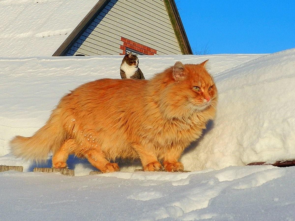 Сибирская Кошка Рыжая