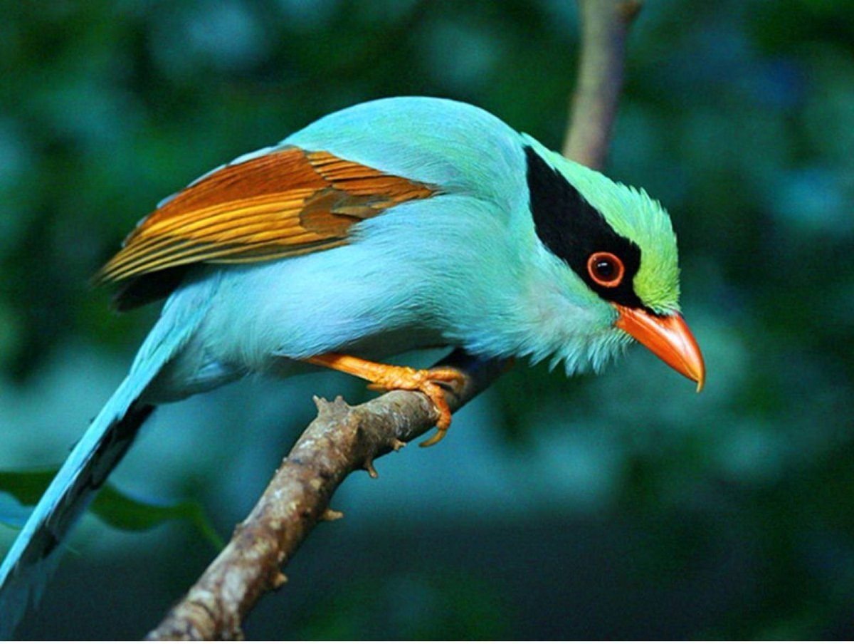 Красивые птицы и их названия и фото