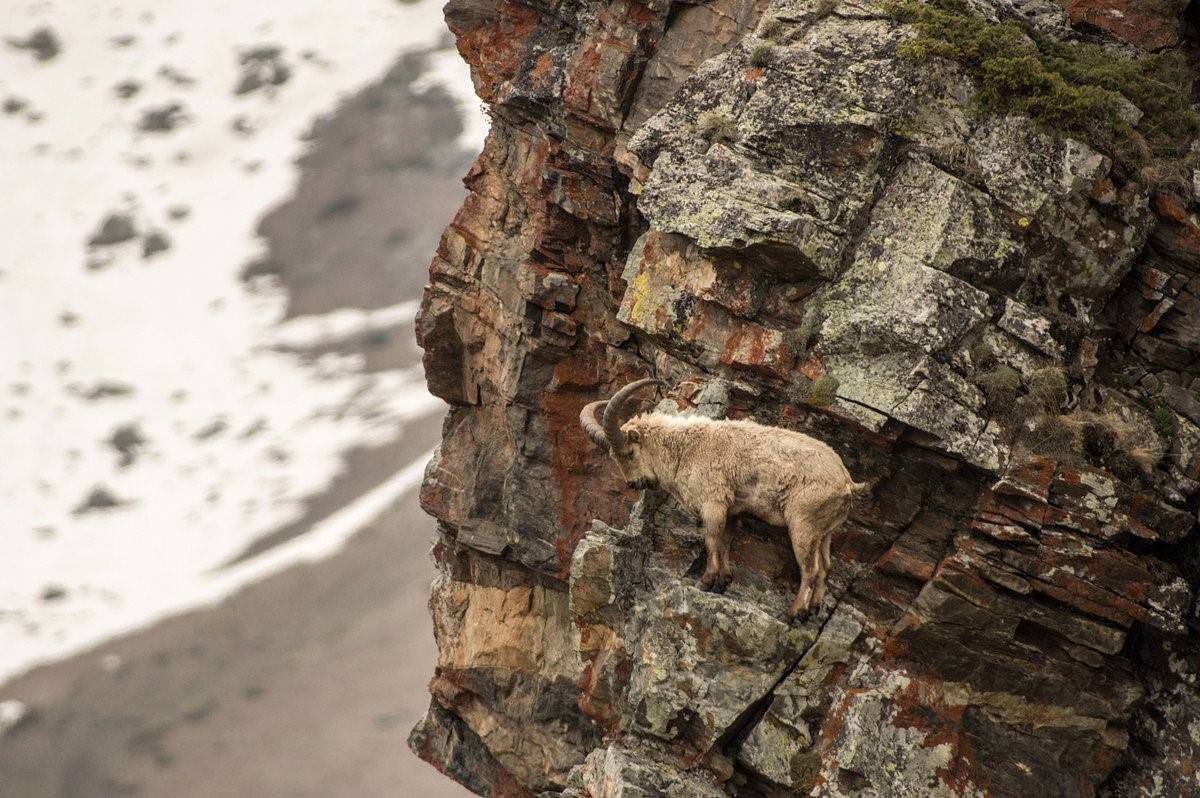 Горный козел в горах отвесных