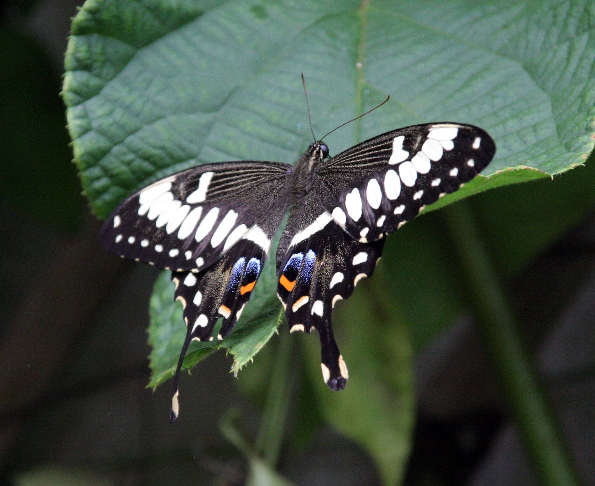 Бабочка черная купить. Бабочка парусник Коцебу. Black Swallowtail Butterfly. Чёрная бабочка насекомое. Бабочка черная вдова.