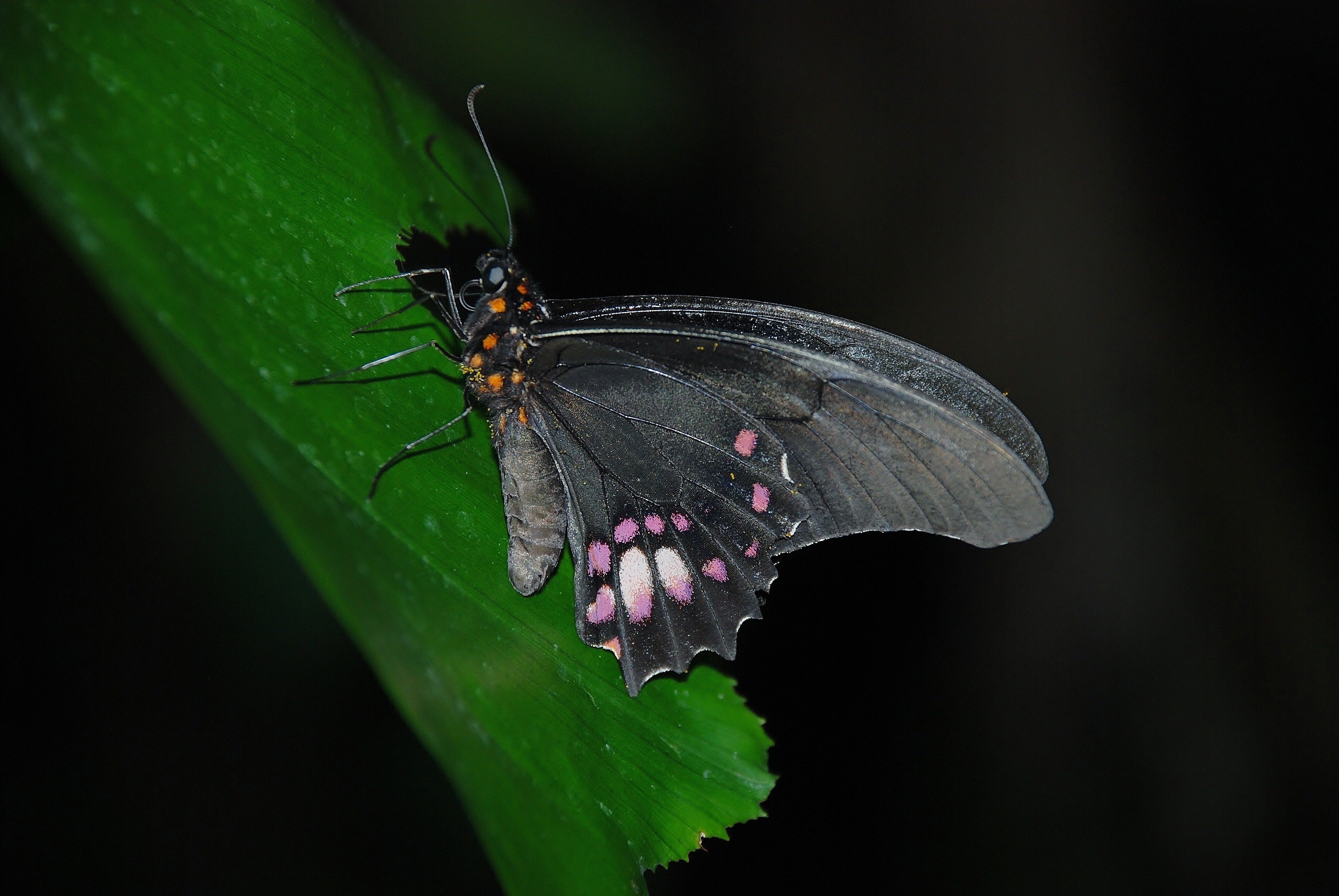 Черные ночные бабочки. Черный мотылек насекомое. Бабочка Блэк Перл. Бабочка черная. Мотылек бабочка.