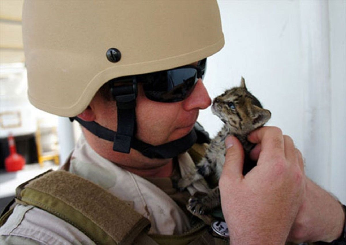 Армия кошек