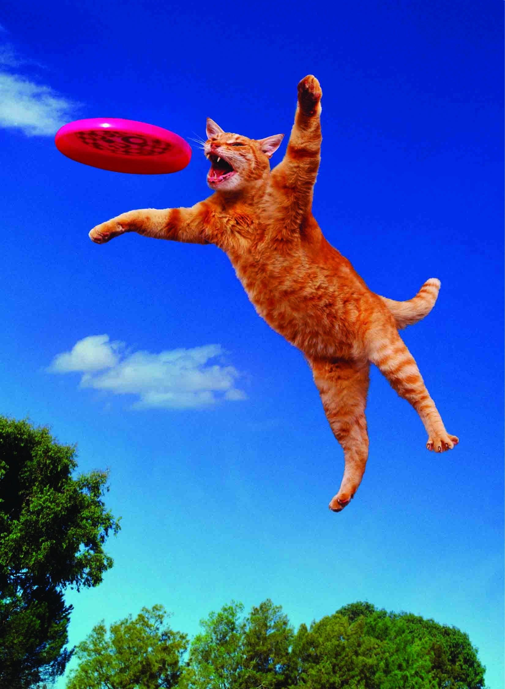Я ловлю ловлю сигналы speed up. Летающий кот. Кот прыгает. Рыжий кот в прыжке. Летающий кот рыжий.