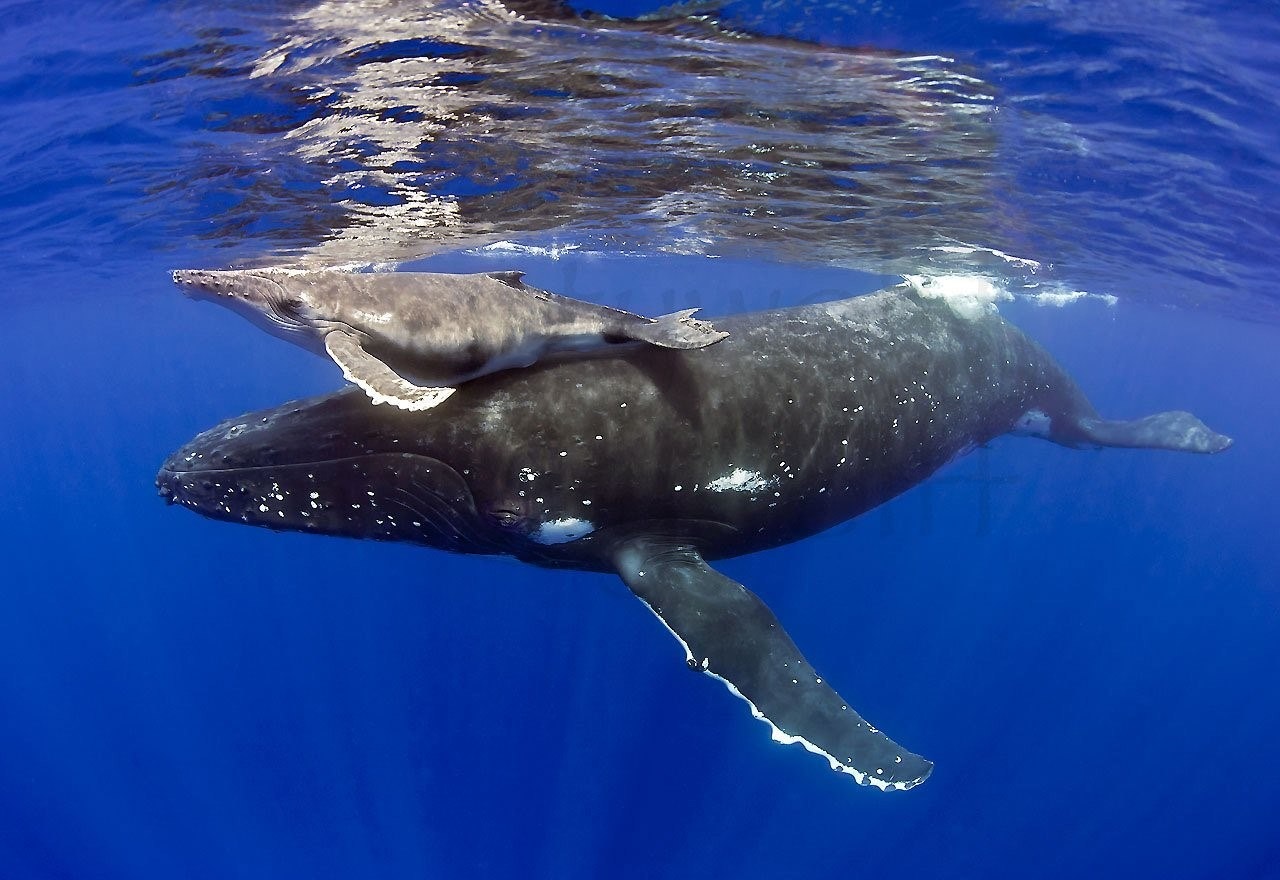 Фото переводчик кита. Китообразный Дельфин. Кит млекопитающее. Горбатый кит. Млекопитающие китообразные Дельфин.