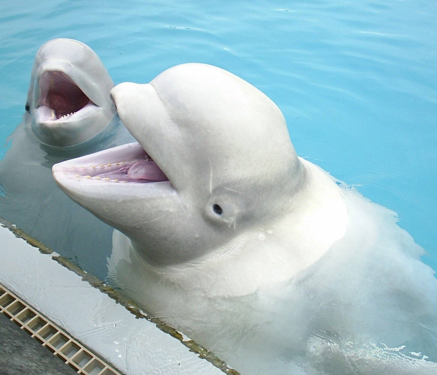 Белый Дельфин Белуха