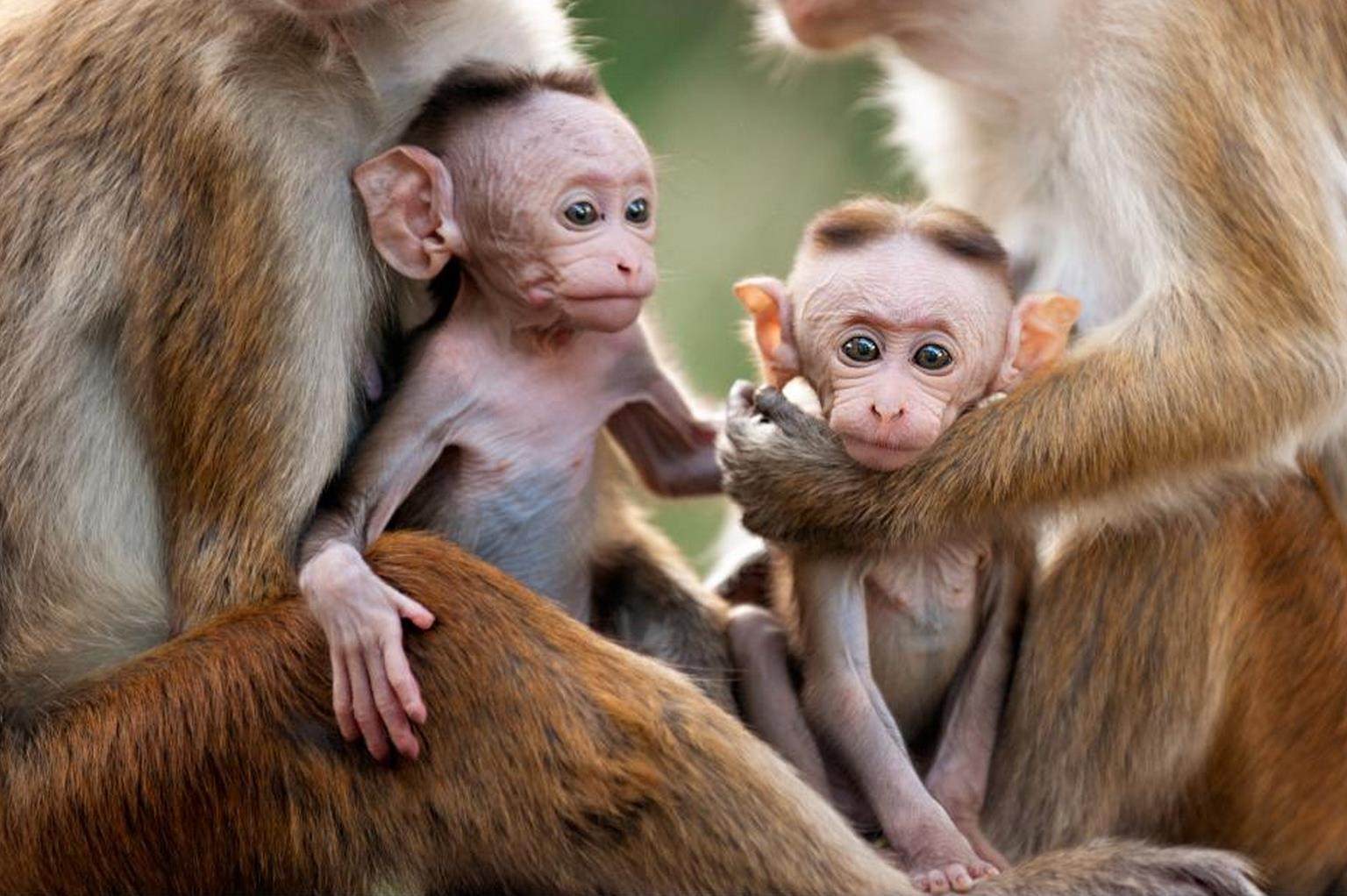 Фото двух обезьянок смешных