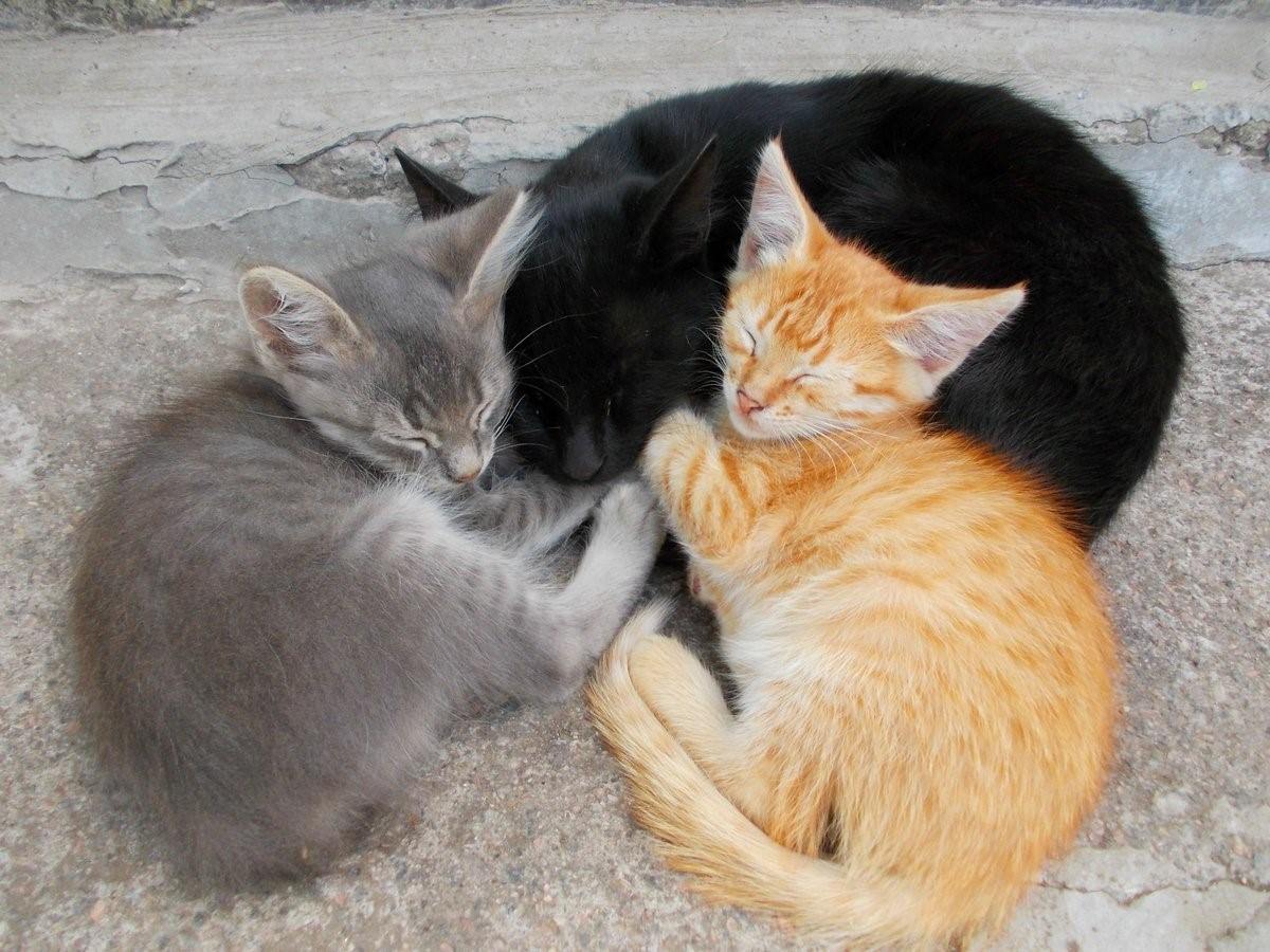 фото черных и рыжих котов