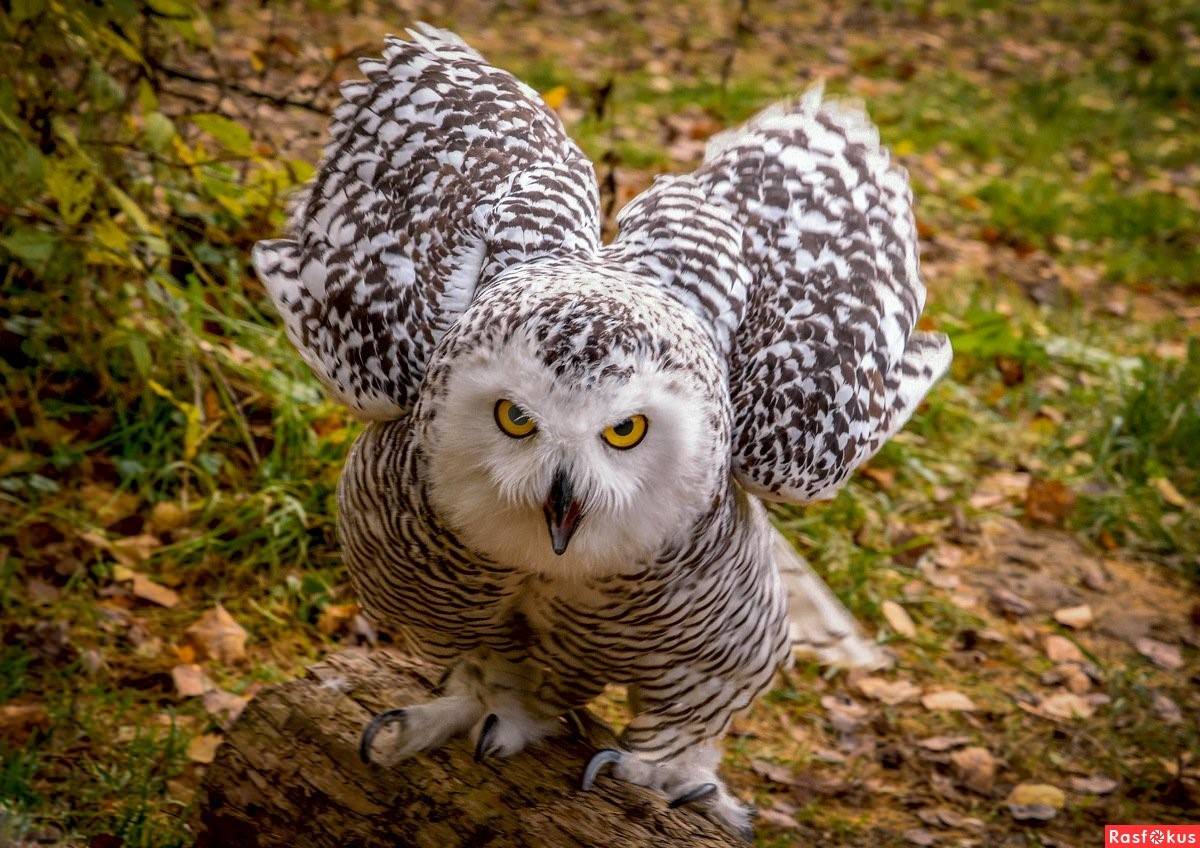 Филин красивое фото