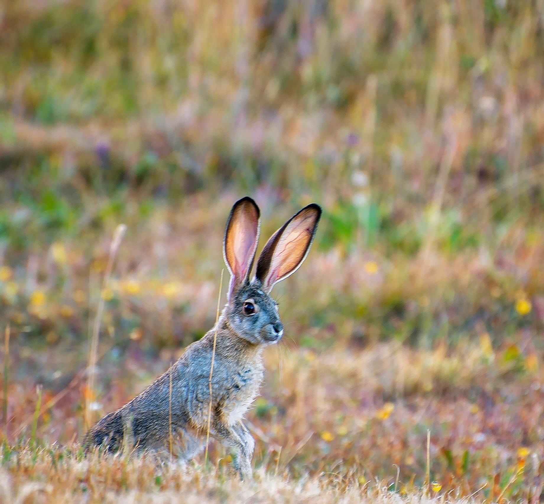 Asya bunny фото