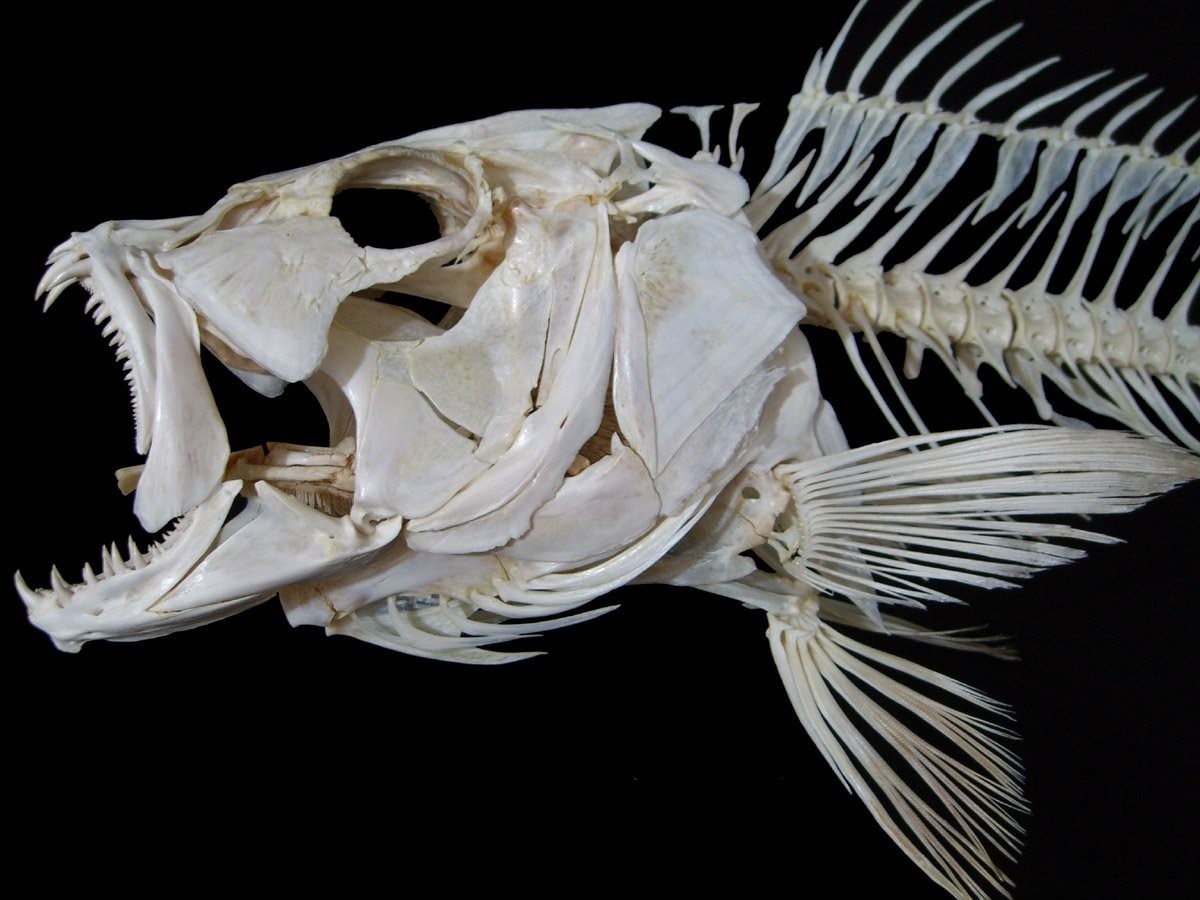 Позвоночник неподвижно соединен с черепом у рыб. Скелет удильщика. Скелет рыбы удильщика. Дорадо скелет. Скелет рыбы дорадо.