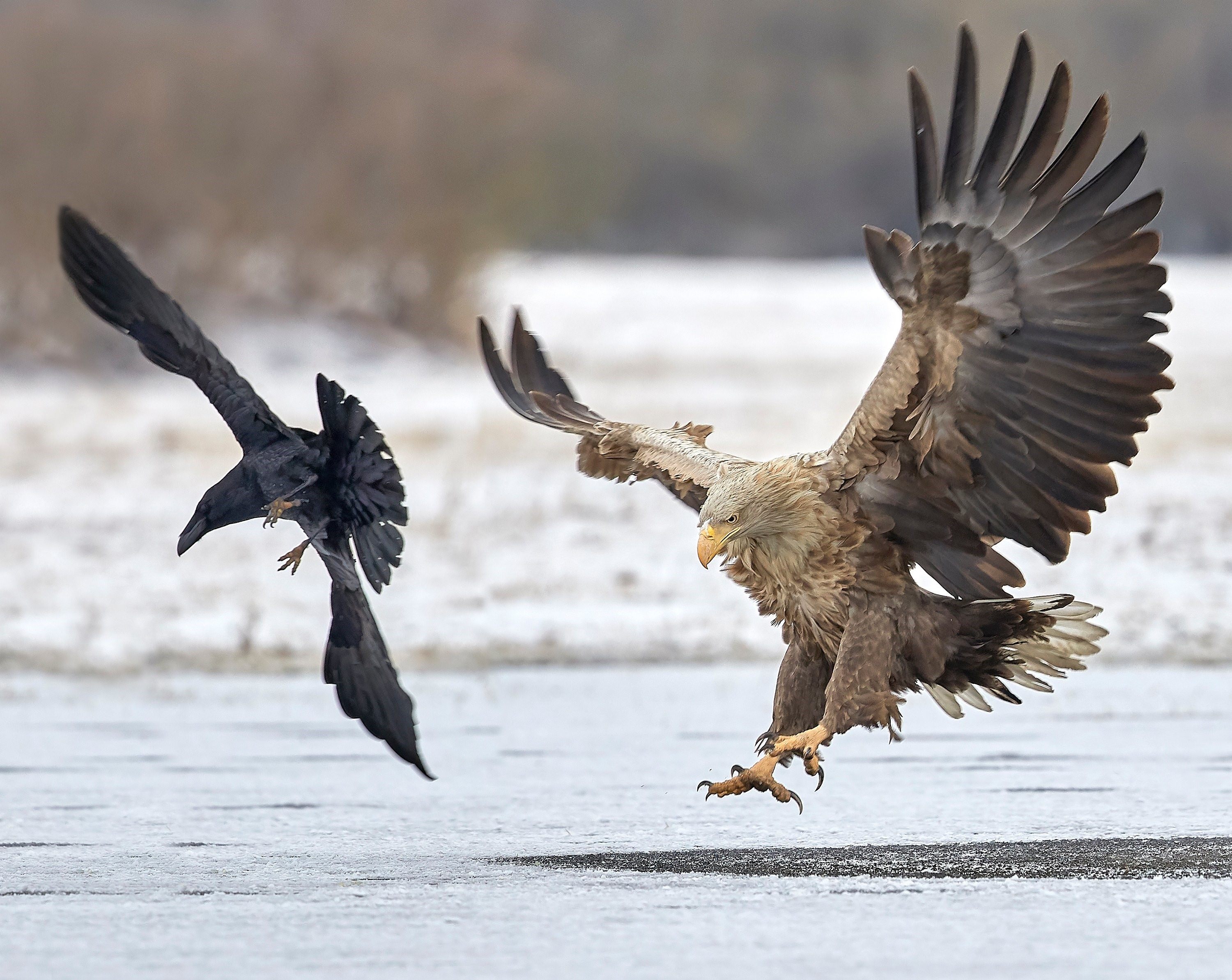 Нападение птицы. Беркут и боевой Орел. Орел с добычей. Сокол и ворон. Орел с добычей фото.