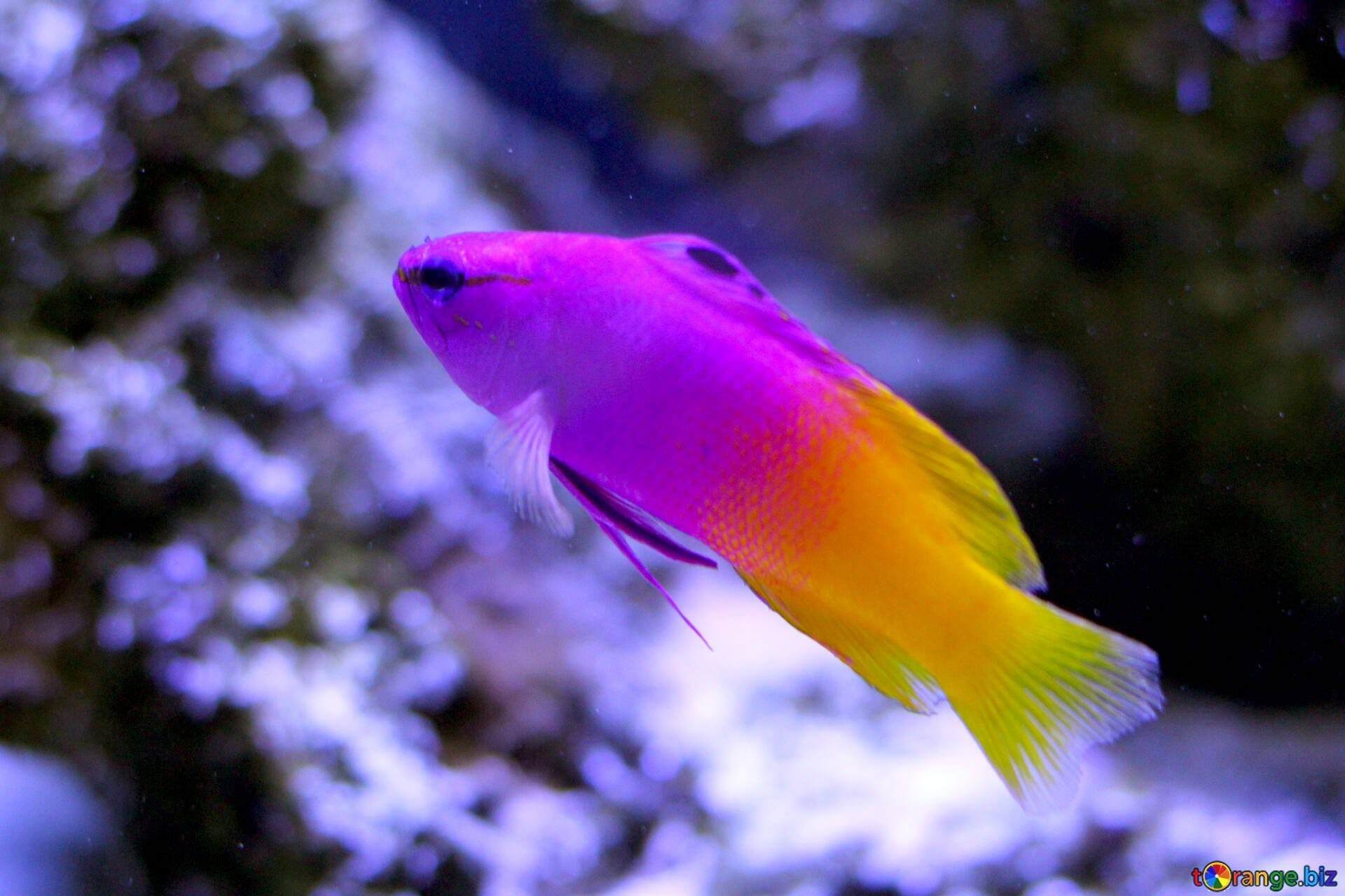 разноцветные рыбки фото и названия
