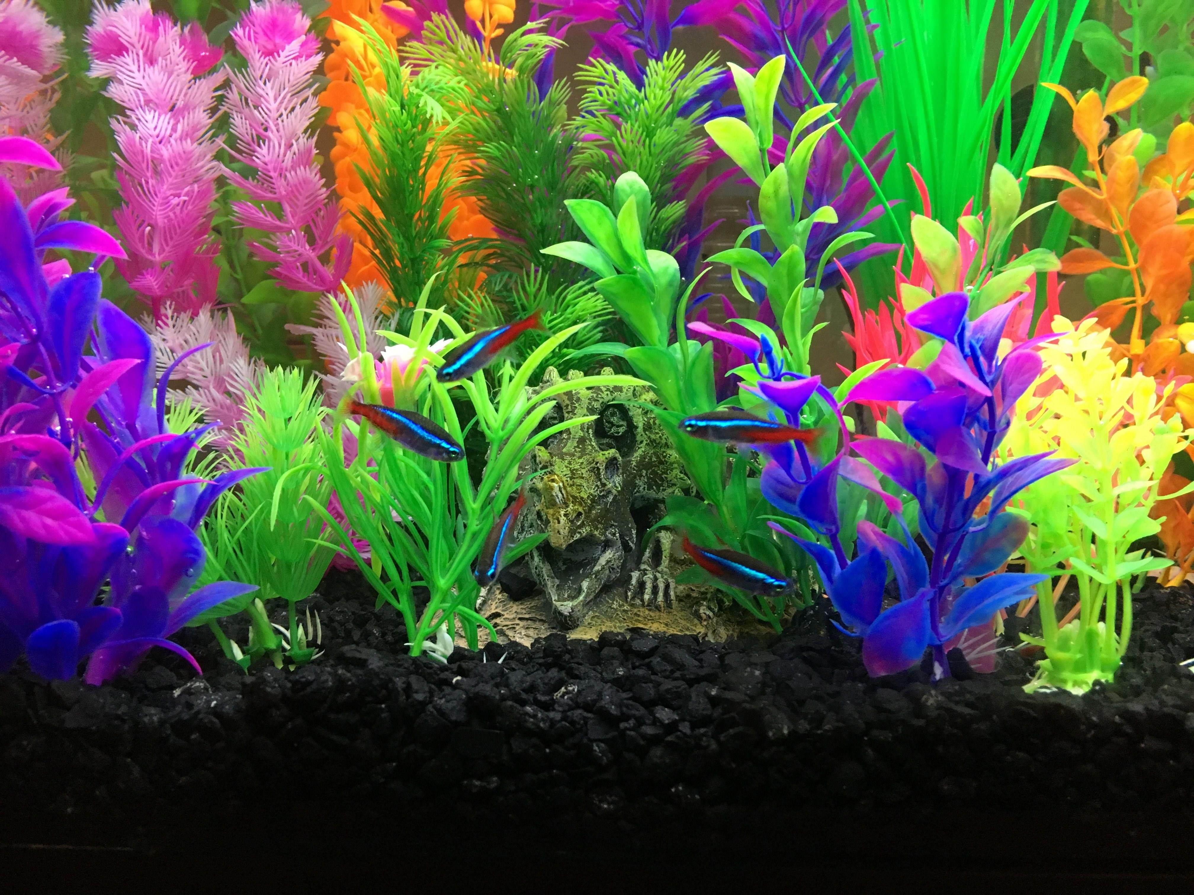 Рыбки яркие для аквариума названия фото