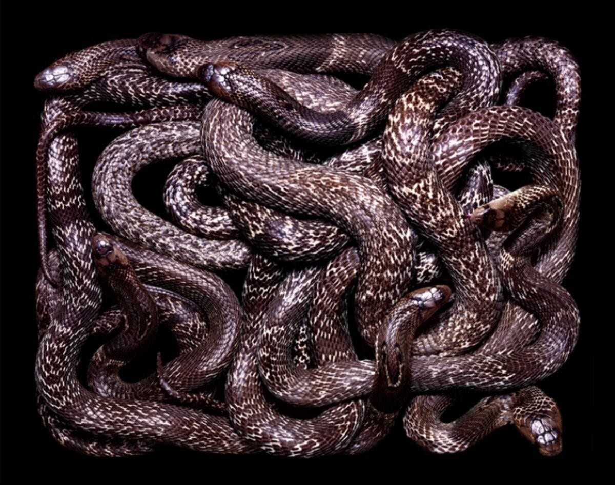 Фото клубка змей